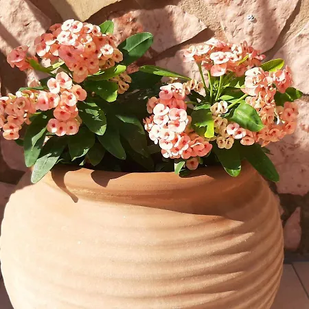 Aloe Chania Crete Georgioupoli
