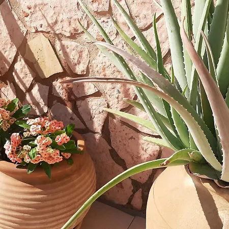 Aloe Chania Crete